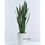 Thumbnail: Big Dark Green Dracaena Trifasciata (Snake Plant) 大深綠色虎尾蘭