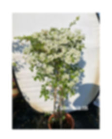 Bougainvillea (One Color - White) - 簕杜鵑(單一顔色-白色)