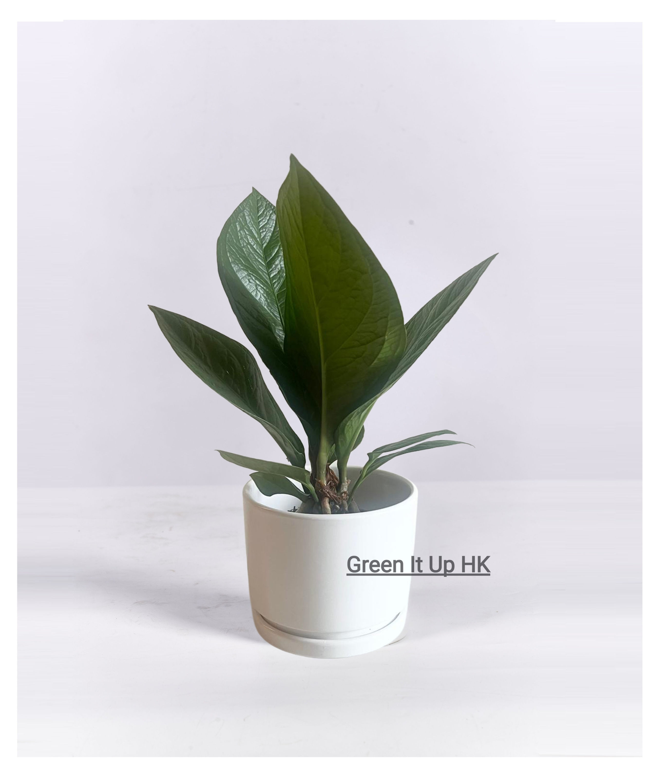 Small Cornucopia 小聚寶盆