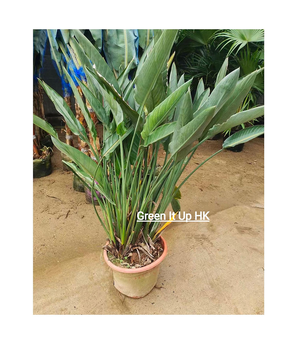 Thumbnail: Strelitzia Reginae (Outdoor Birds of Paradise) 戶外天堂鳥