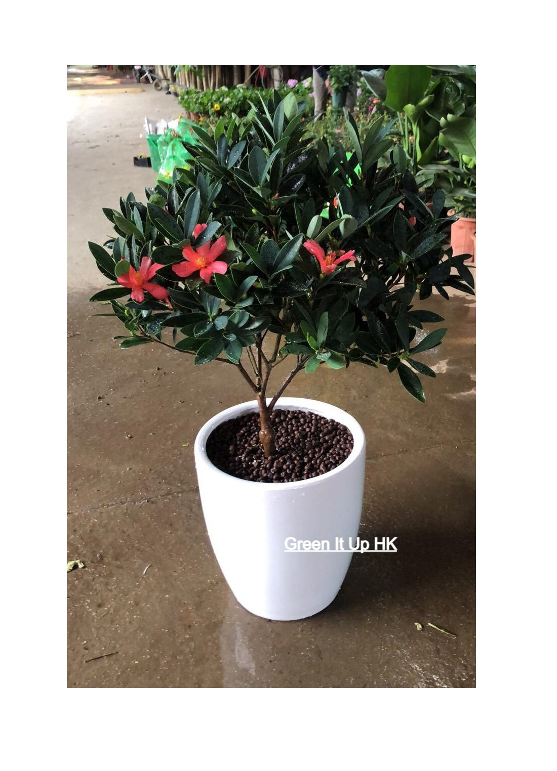 Four-Season Camellia (Single Petal) 四季茶花(單瓣)