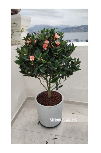 camellia　４点セット file.jpg