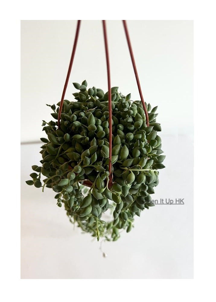 Thumbnail: String Of Pearls 翡翠珠