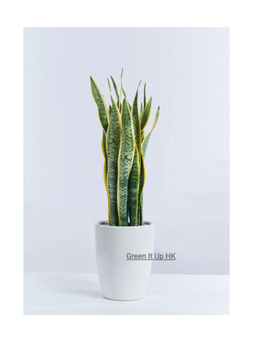 mermaid tail succulent 6" Mermaid Tail (Euphorbia lactea)
