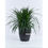Thumbnail: Medium Dracaena Cochinchinensis 中型劍葉龍血樹