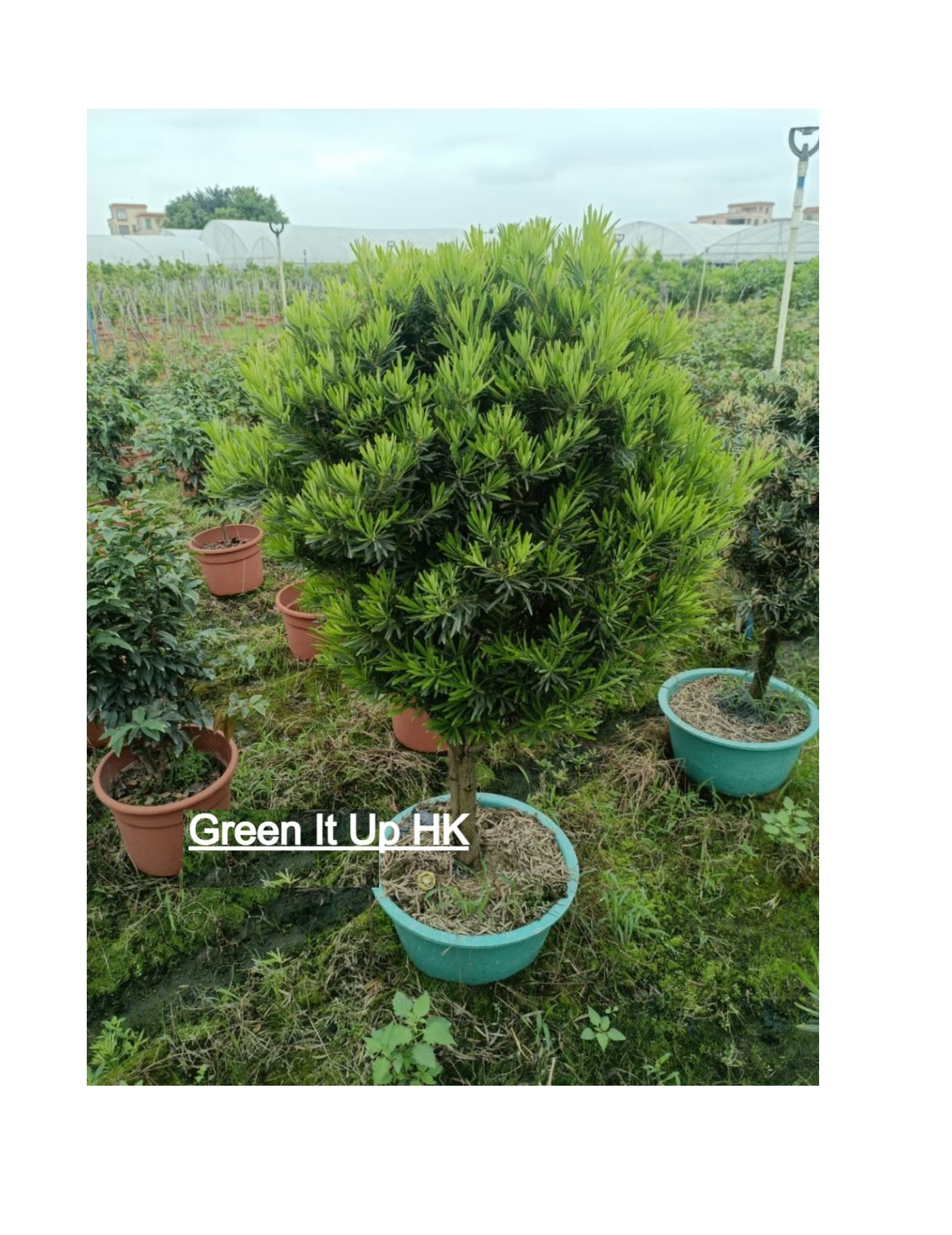 Ball Shape Podocarpus Macrophyllus (Buddhist Pine) 球型羅漢松