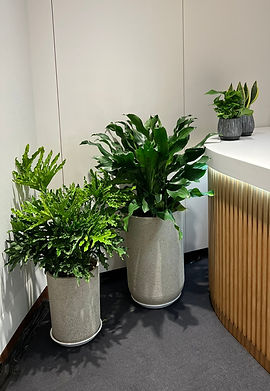 Plant combination for international bank