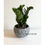 Thumbnail: Small Zamioculcas Zamiifolia 小金錢樹