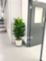 Thumbnail: Epipremnum Aureum (Money Plant) 黃金葛