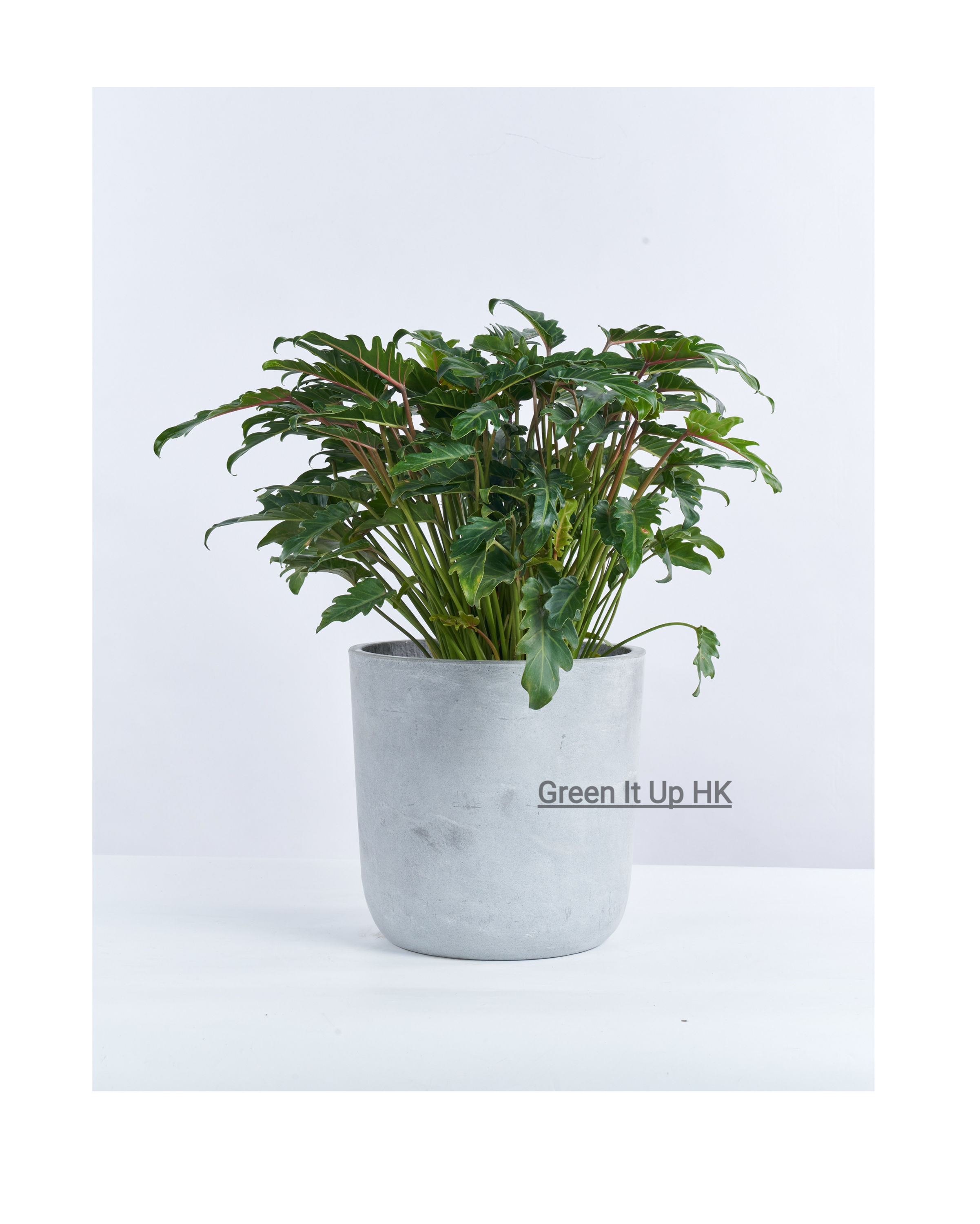 Philodendron Xanadu (For Floor) 仙羽蔓绿绒