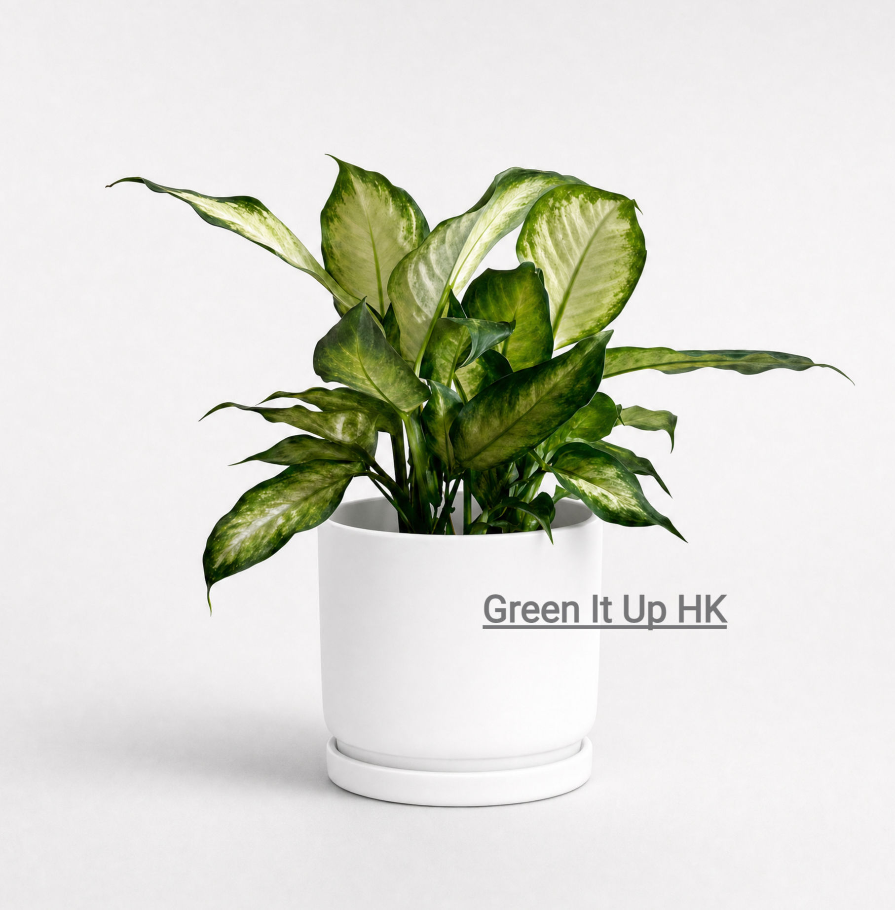 Dieffenbachia Seguine 粉黛