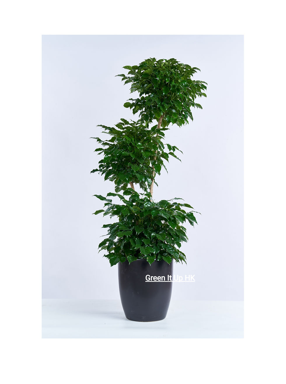 Thumbnail: Three-Level Radermachera Hainanensis Merr 三層綠寶樹