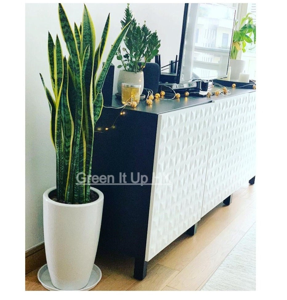 Thumbnail: Big Yellow Green Dracaena Trifasciata (Snake Plant) 大黃綠色虎尾蘭