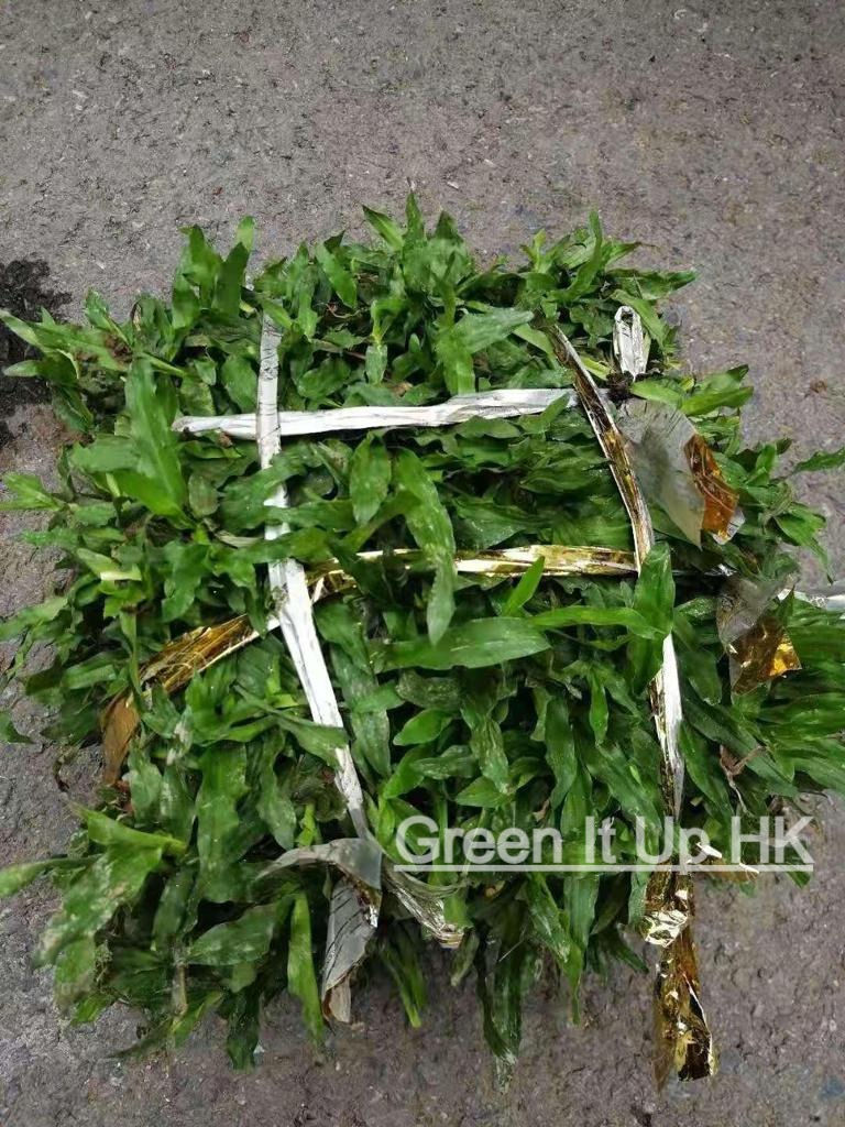 Thumbnail: Buffalo Grass 地毯草