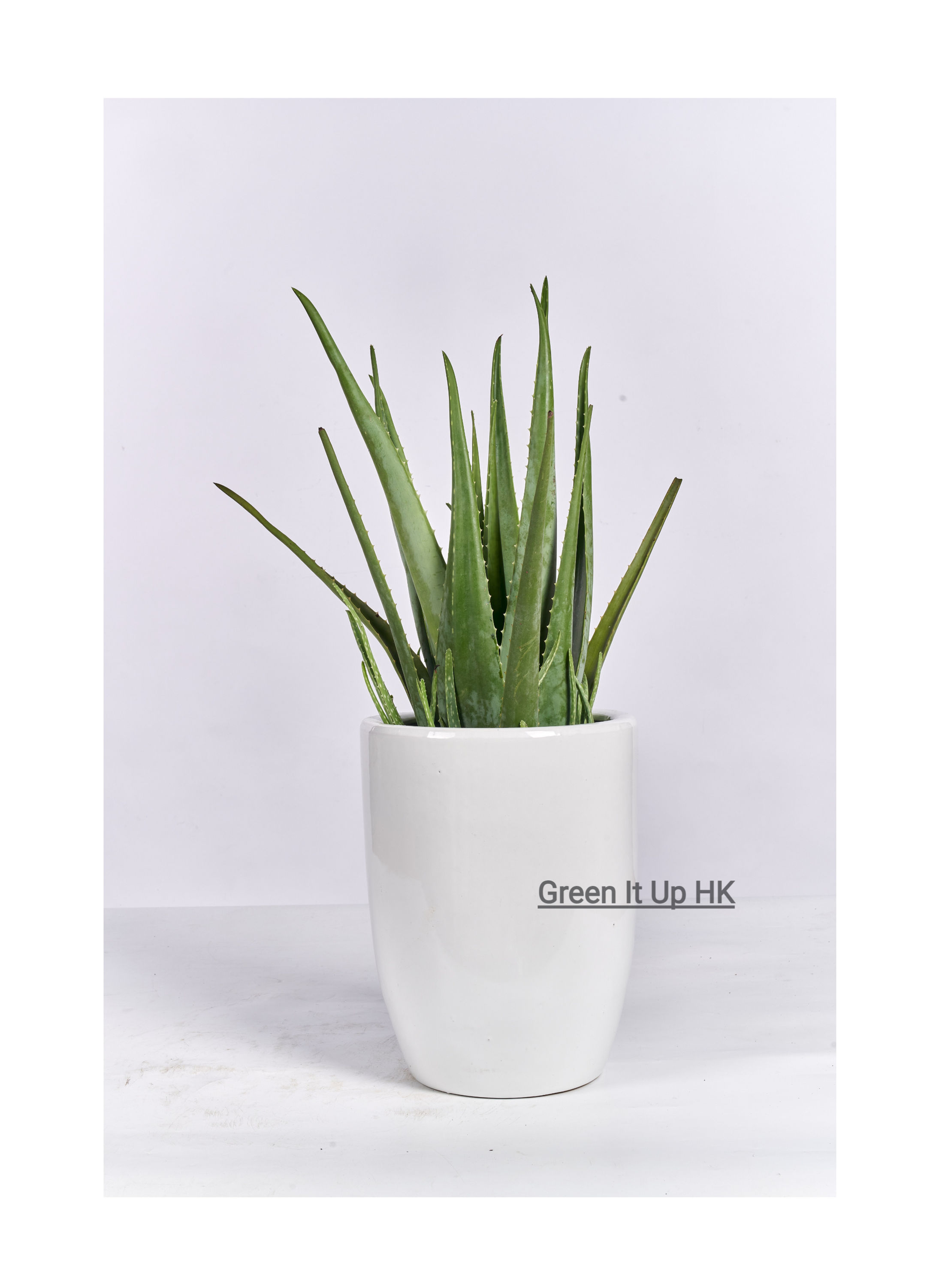 Big Aloe Vera 大蘆薈