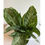 Thumbnail: Dieffenbachia Americano 美國萬年青