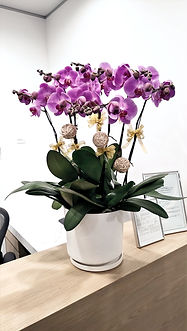 Orchid in Central.jpg