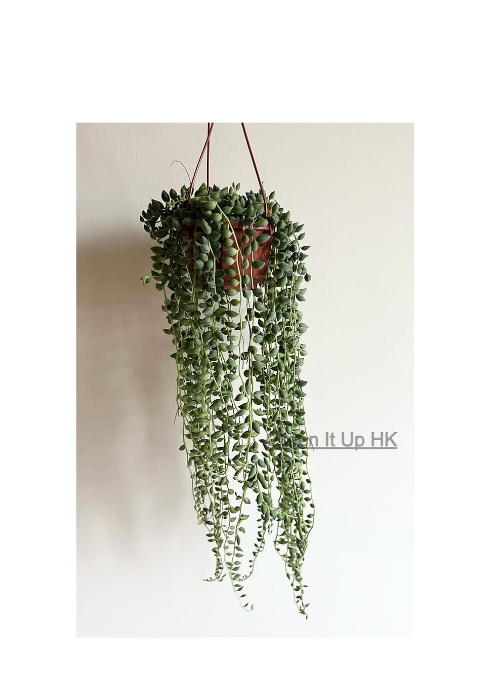 Thumbnail: String Of Pearls 翡翠珠