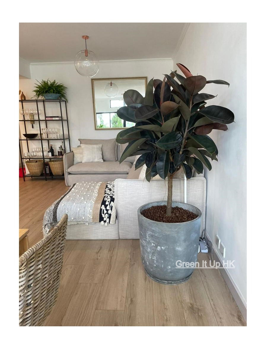 Thumbnail: Rubber Plant (Ball Shape) 橡樹 (球形)