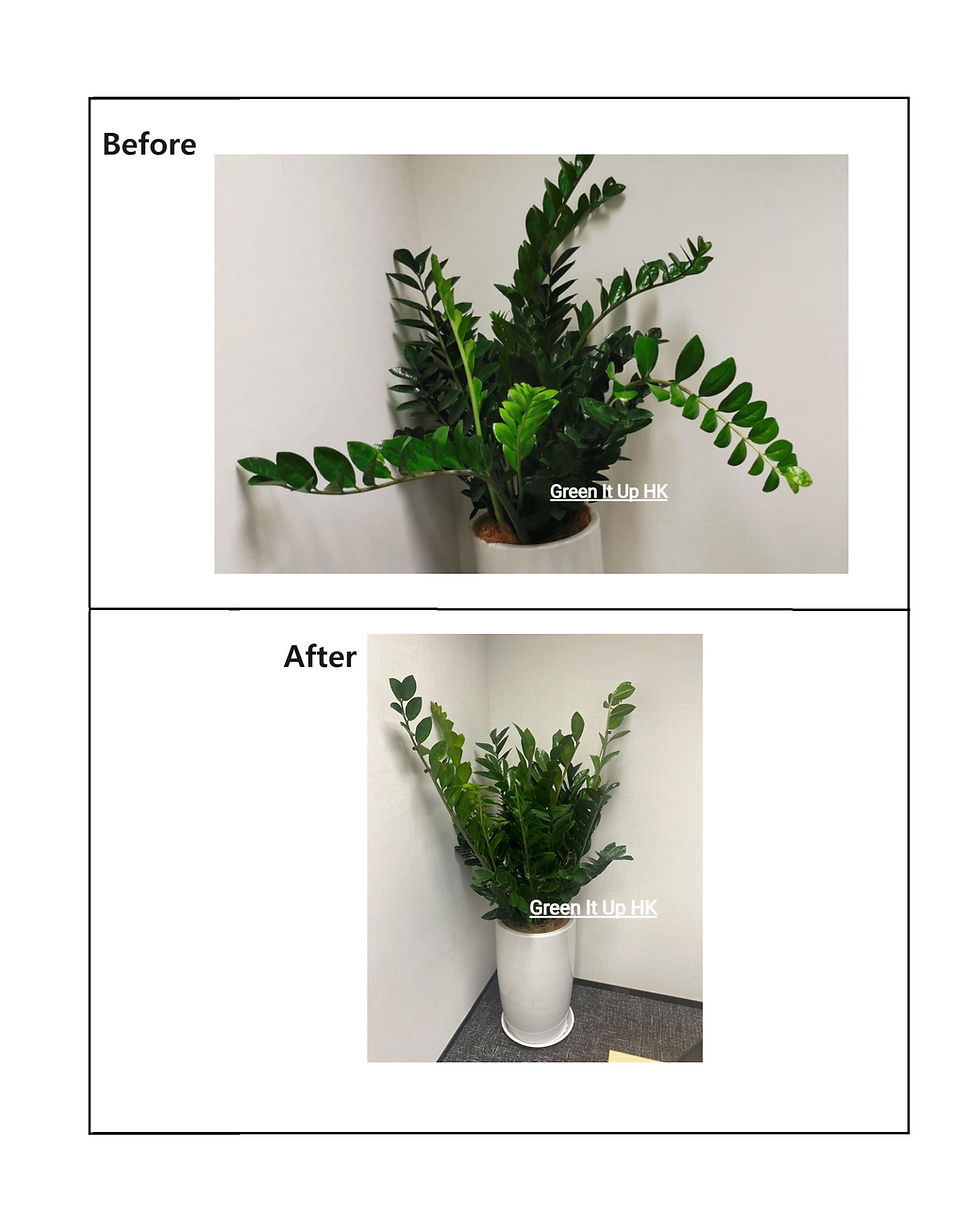 Thumbnail: Plant Support Stick 植物支撐樁