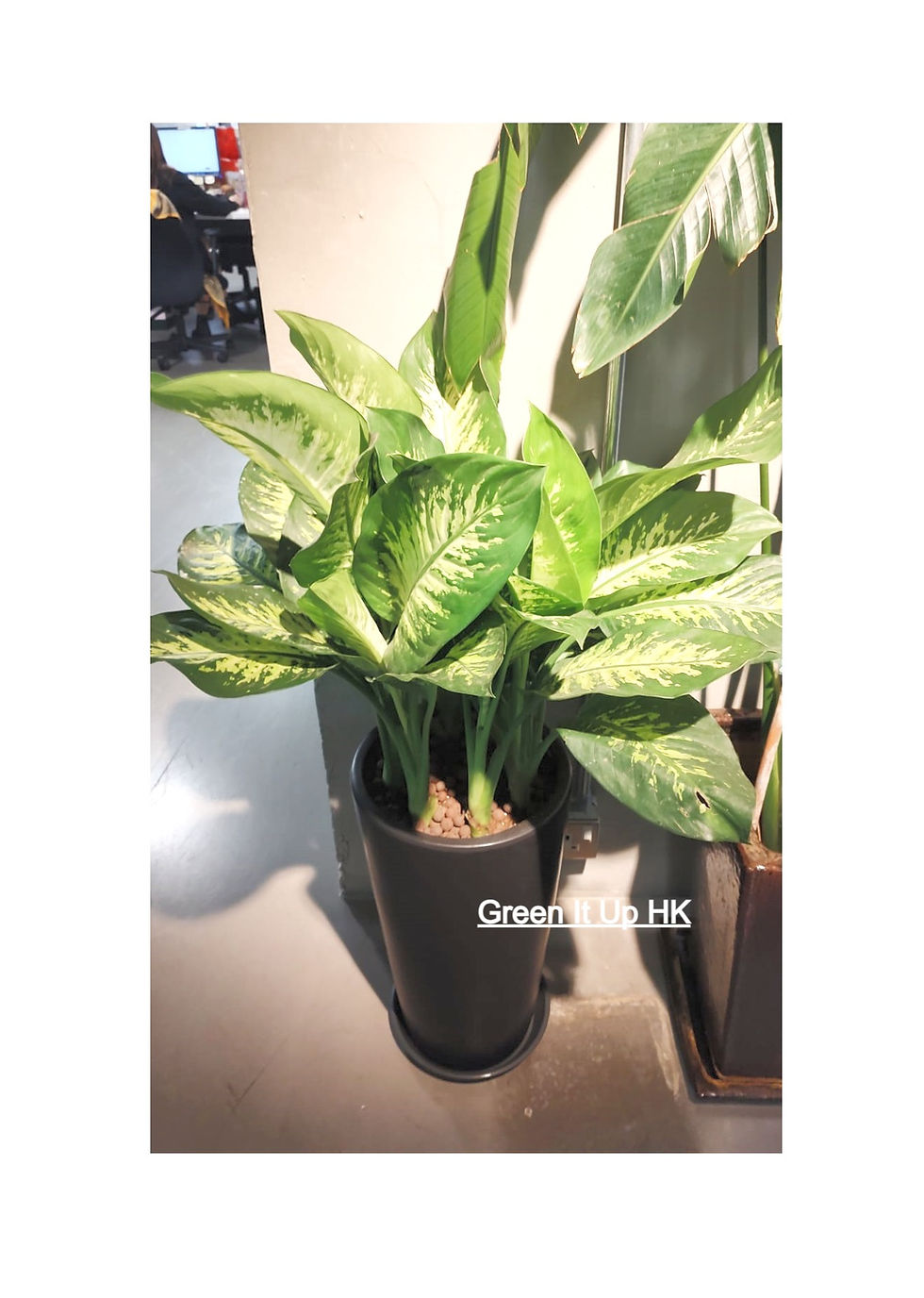 Thumbnail: Dieffenbachia 花葉萬年青