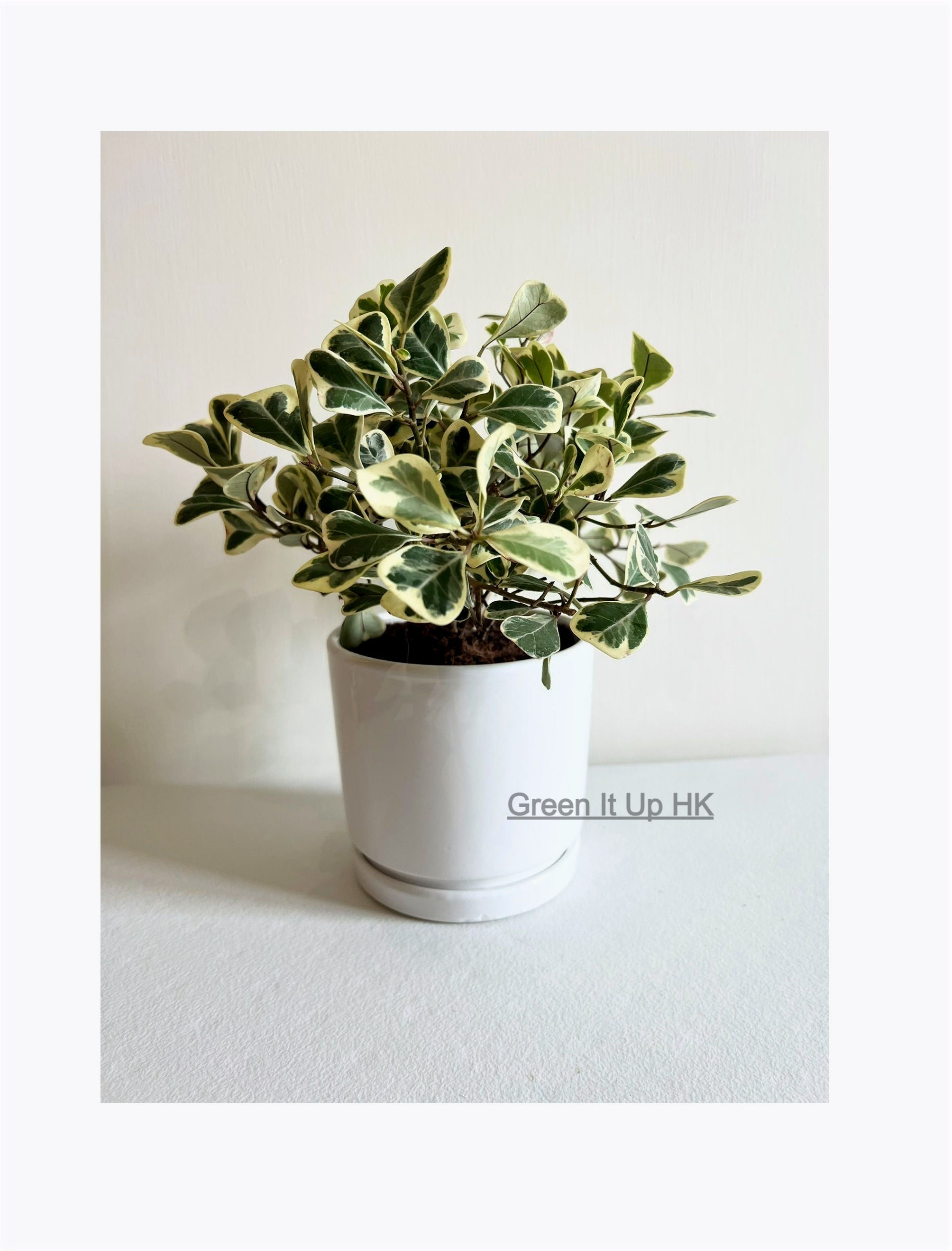 Ficus Triangularis Variegata 斑葉三角榕