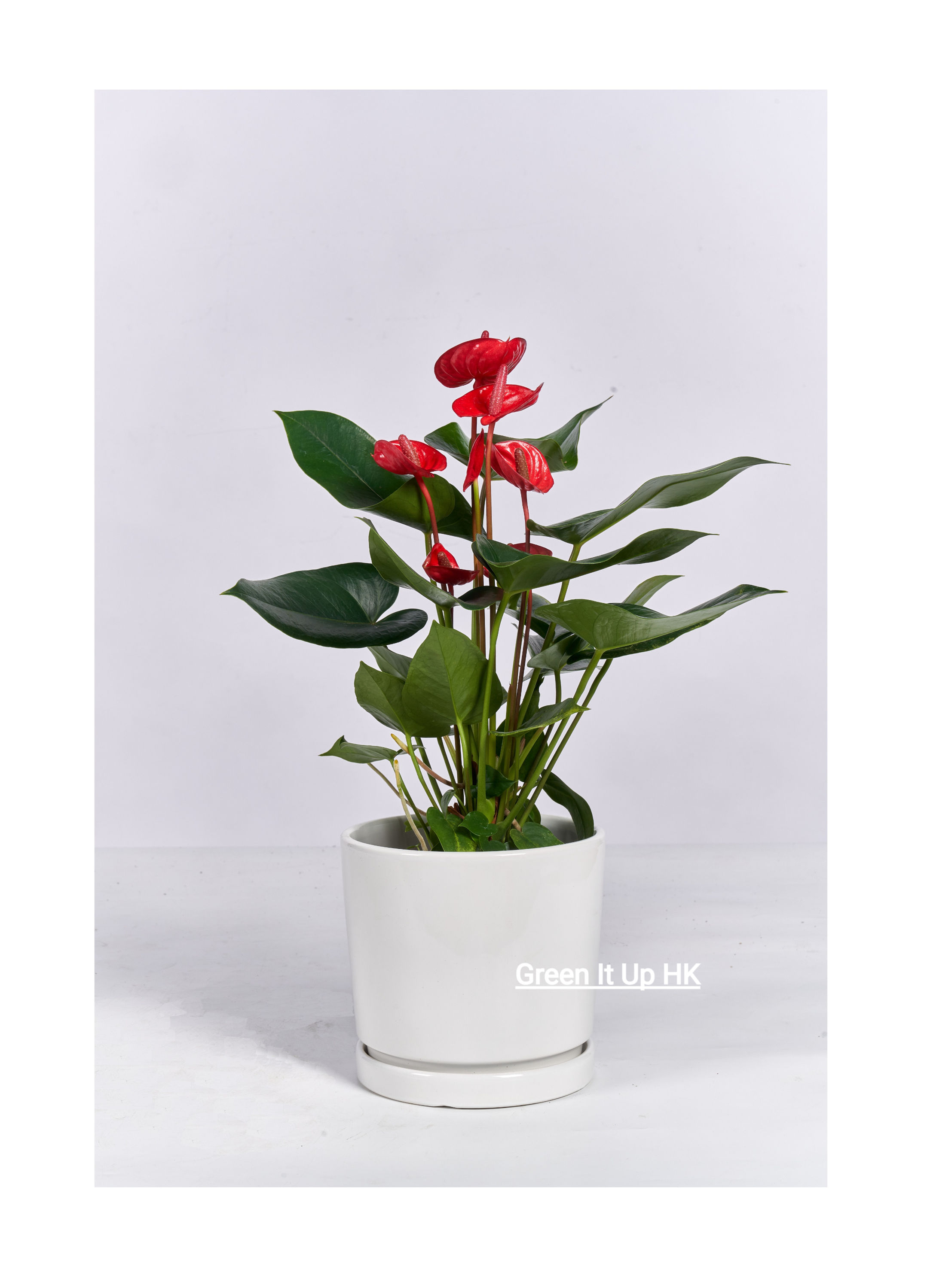 Big Anthurium (Flamingo) (For Table) 大紅掌