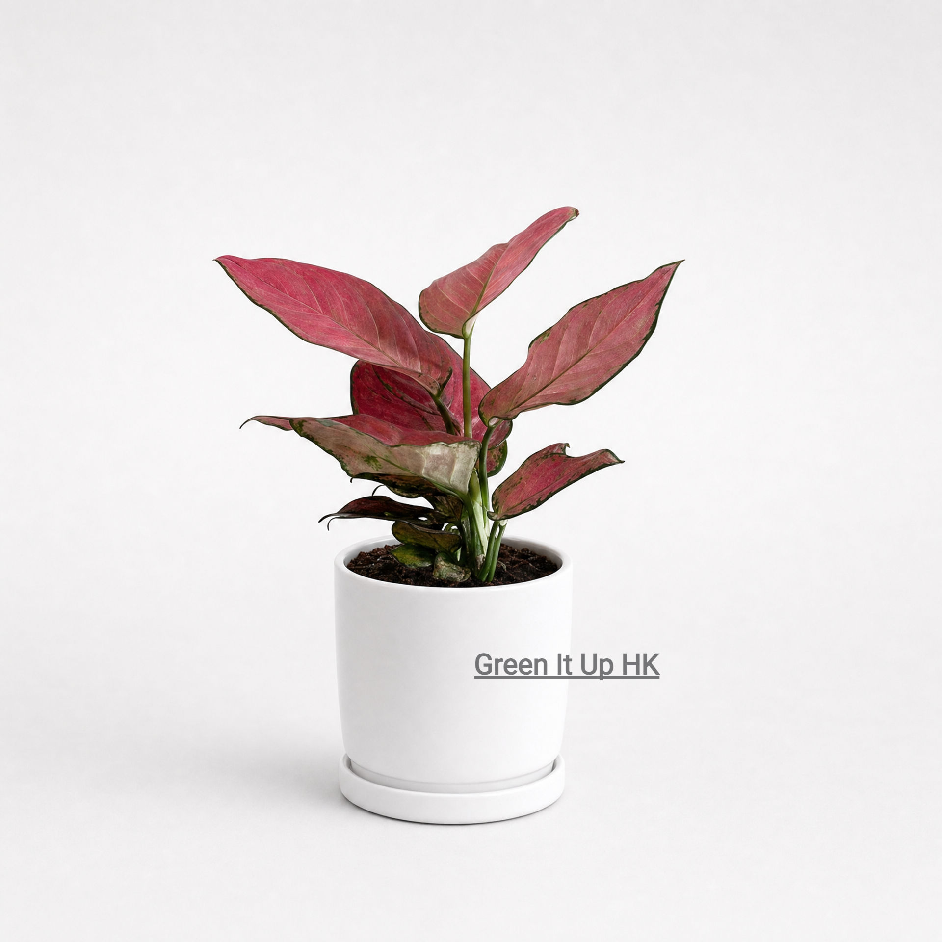 Single-Stem Pink Aglaonema Sp 單株粉紅如意