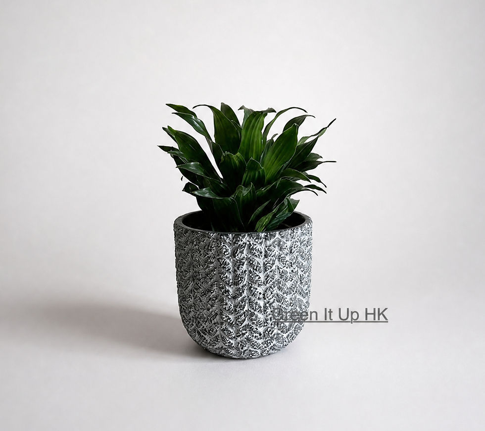 Thumbnail: Dracaena Compacta 太陽神
