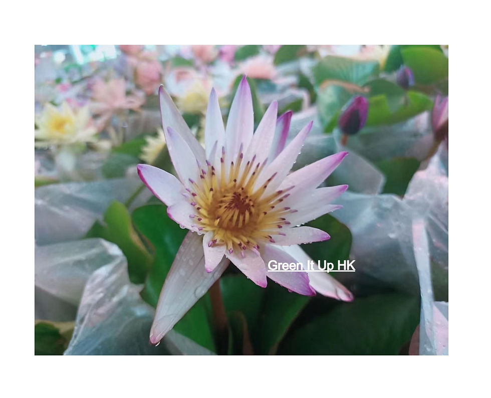 Thumbnail: Water Lily 睡蓮
