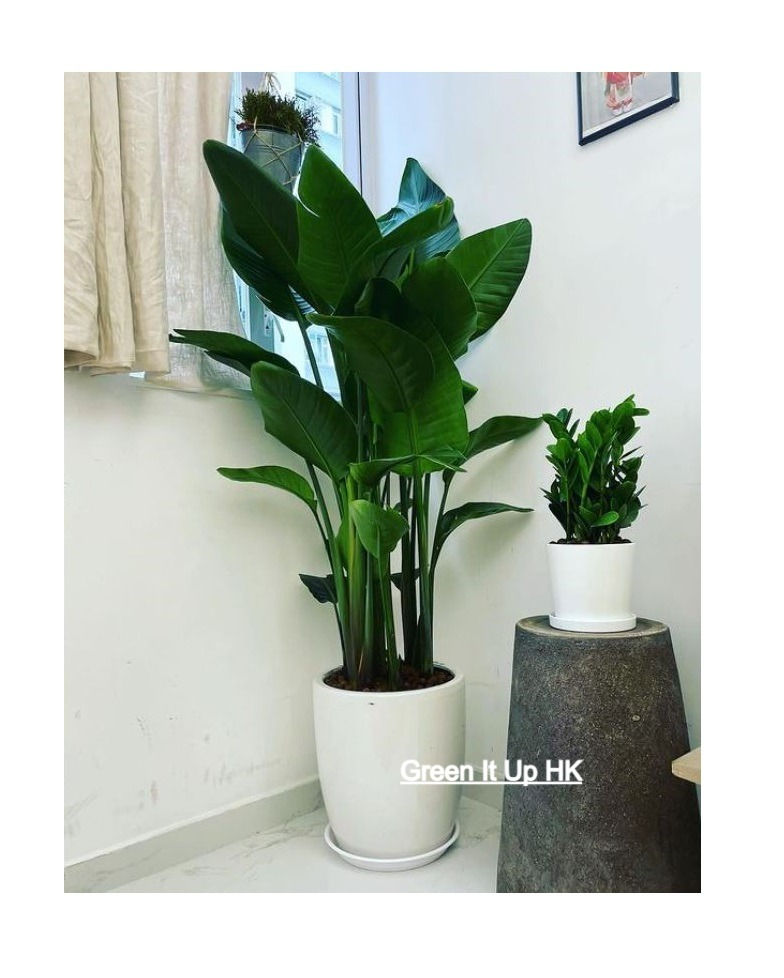 Thumbnail: Small Zamioculcas Zamiifolia 小金錢樹