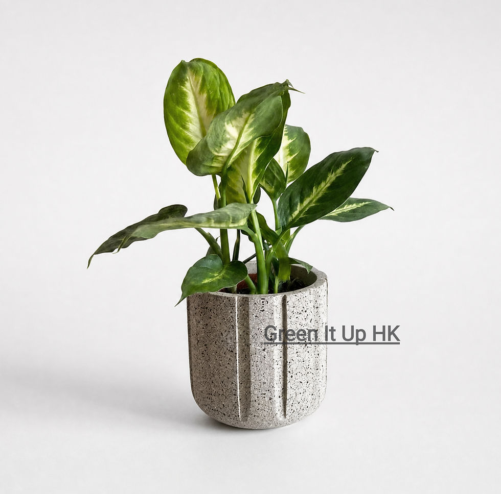Thumbnail: Dieffenbachia Seguine 粉黛