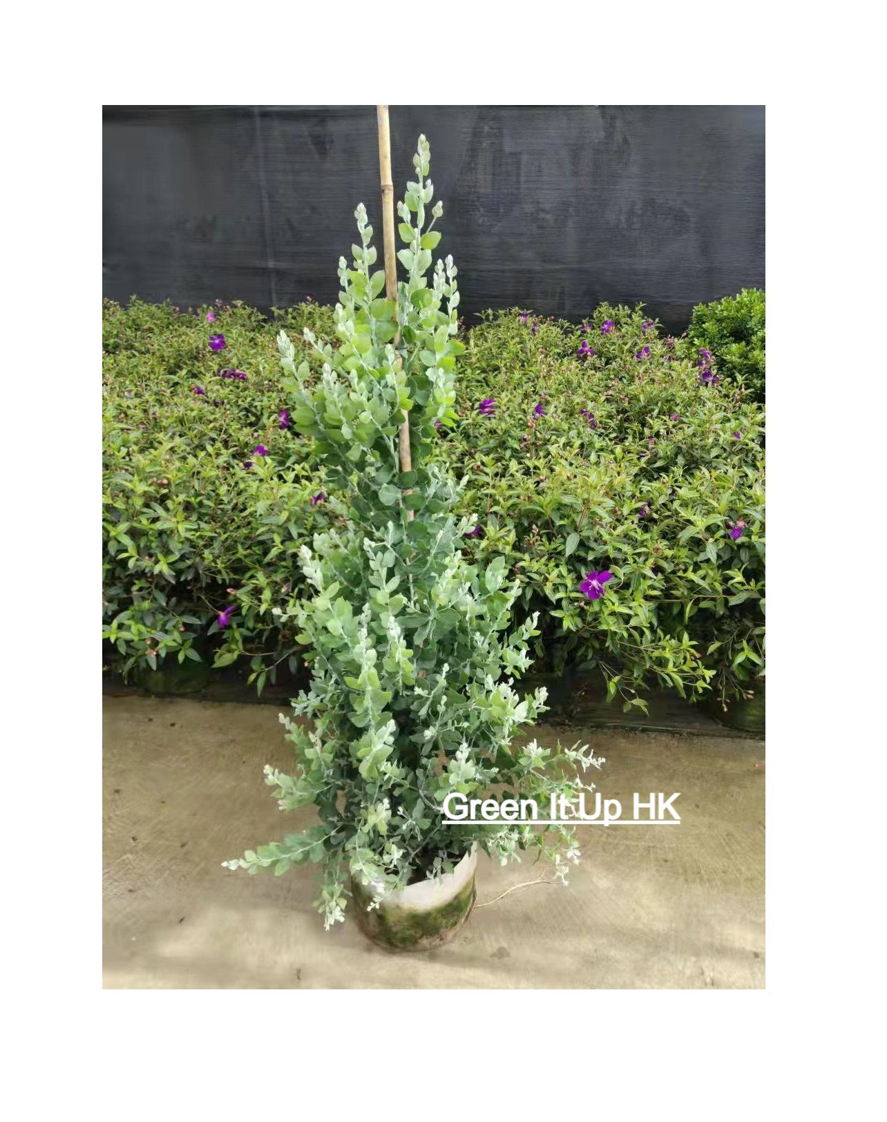 Acacia Podalyriifoli 珍珠合歡樹