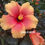 Thumbnail: Orange Flower Hibiscus 橙色朱槿