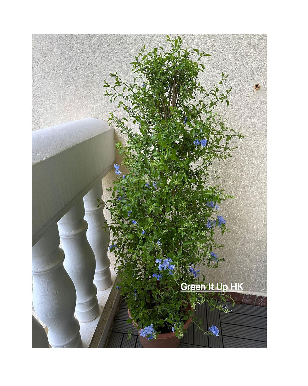 Thumbnail: Climbing Plumbago Auriculata 藍雪花