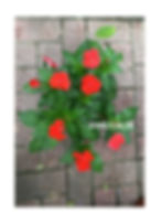 Thumbnail: Impatiens Balsamina 鳳仙花