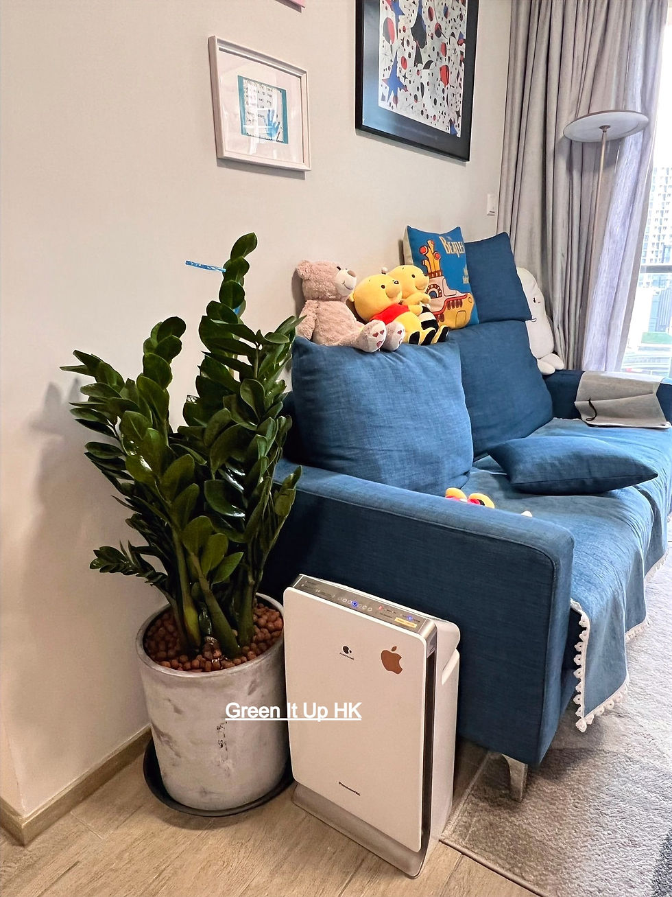 Thumbnail: Zamioculcas Zamiifolia 金錢樹