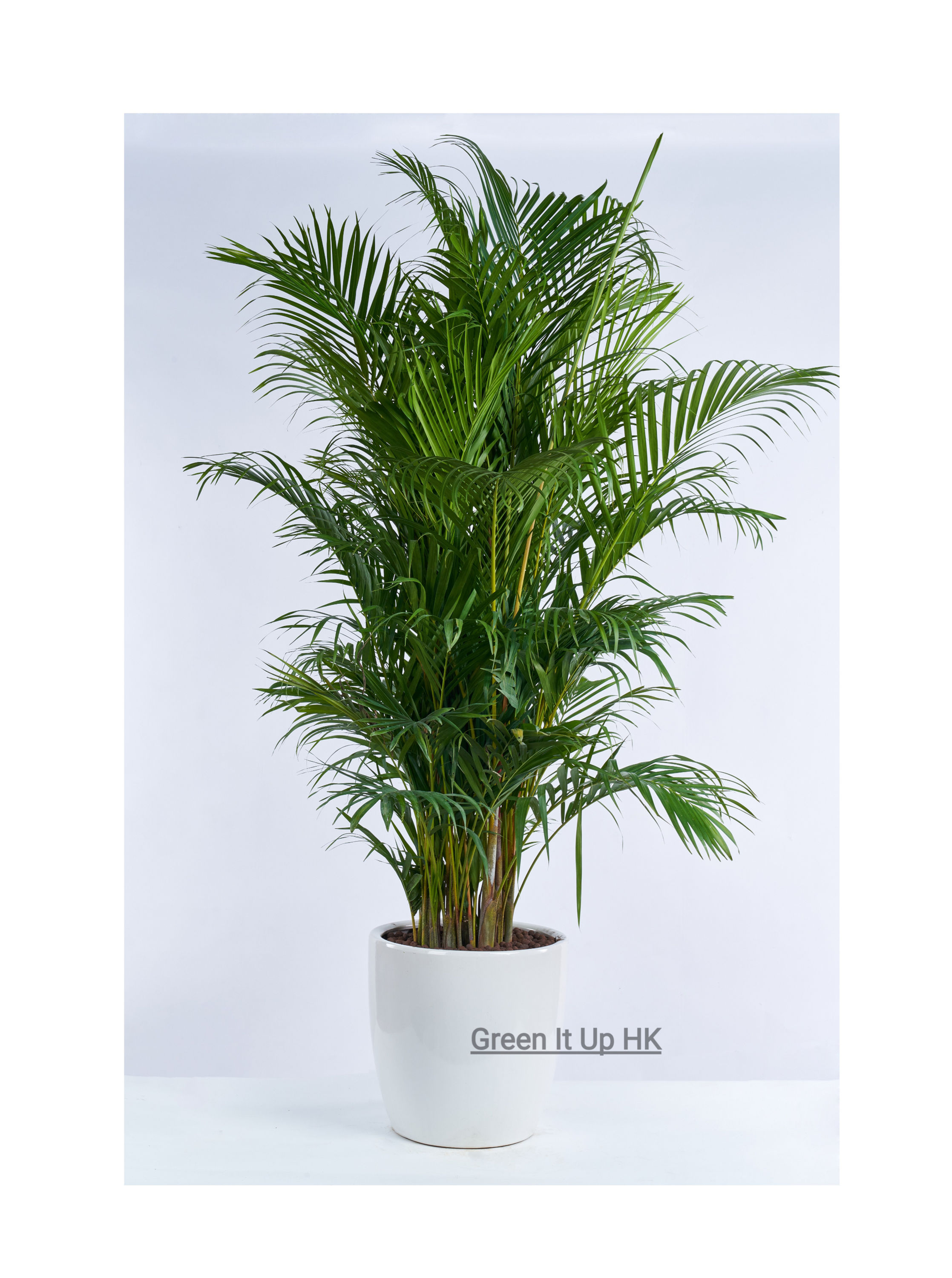 Areca Palm (Butterfly Palm) 散尾葵