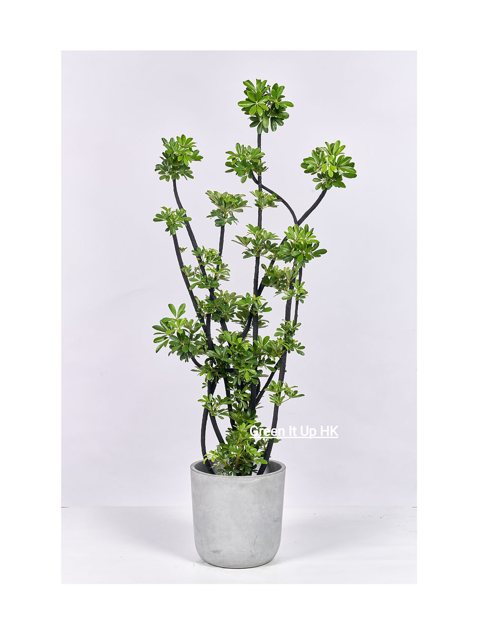 Thumbnail: Schefflera (w. Style) 造型鵝掌藤