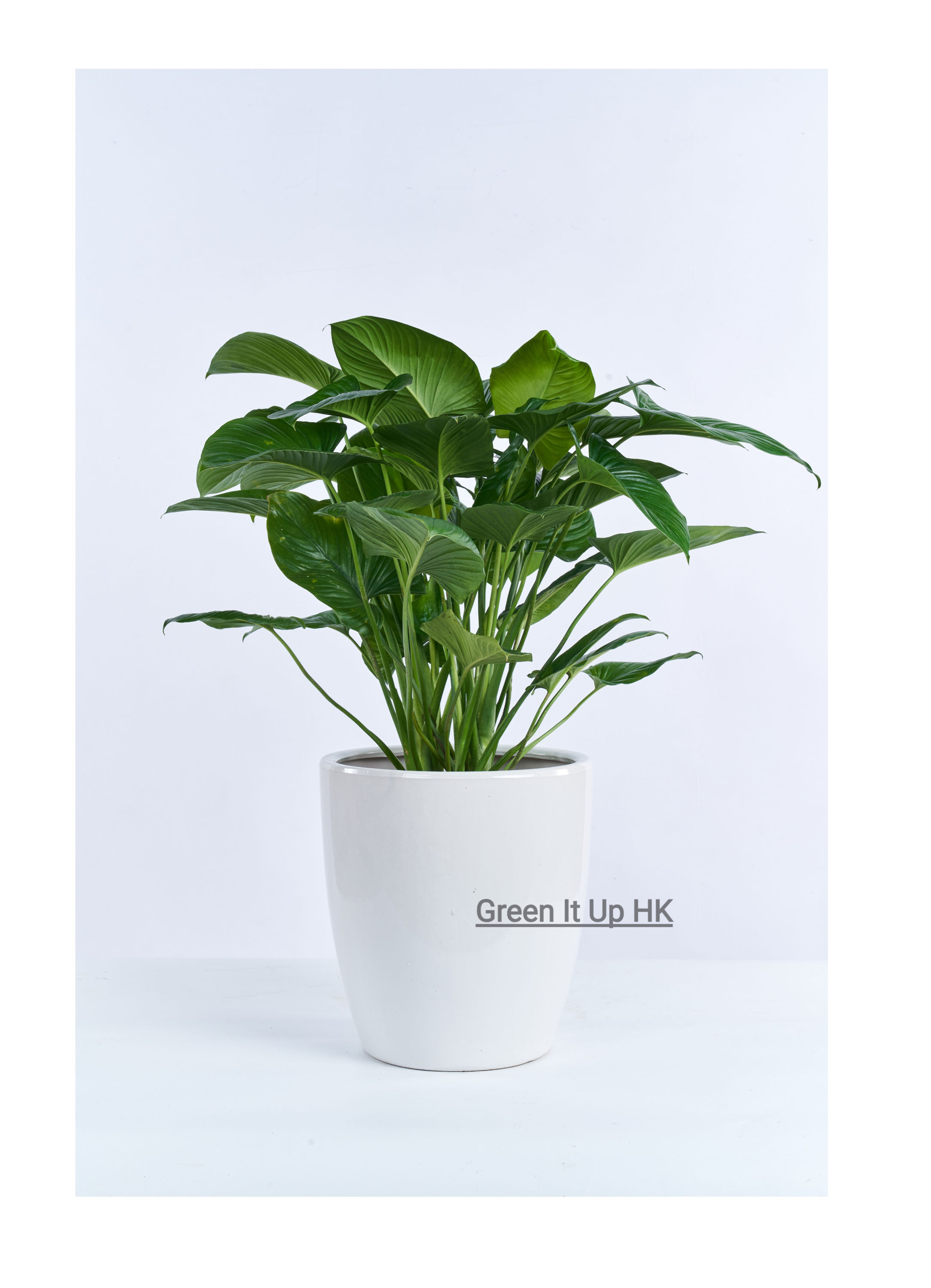 Philodendron Erubescens ‘Imperial Green’ 綠芙蓉