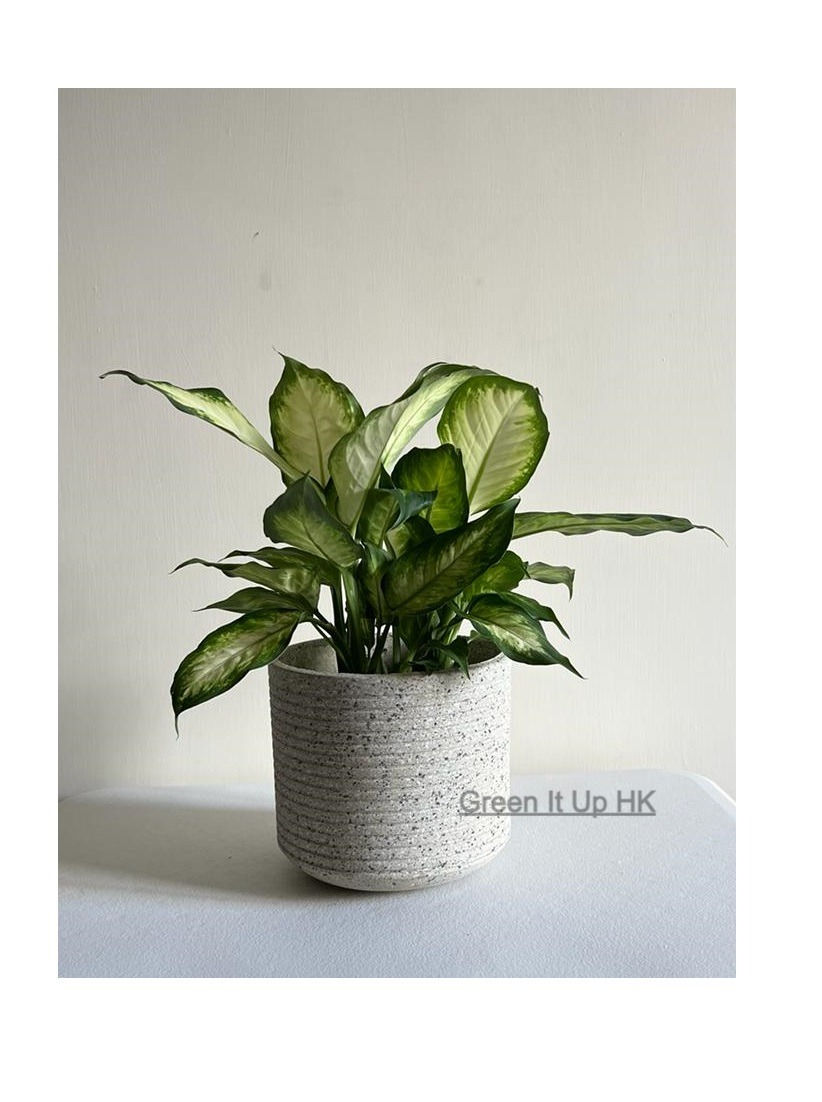 Thumbnail: Dieffenbachia Seguine 粉黛