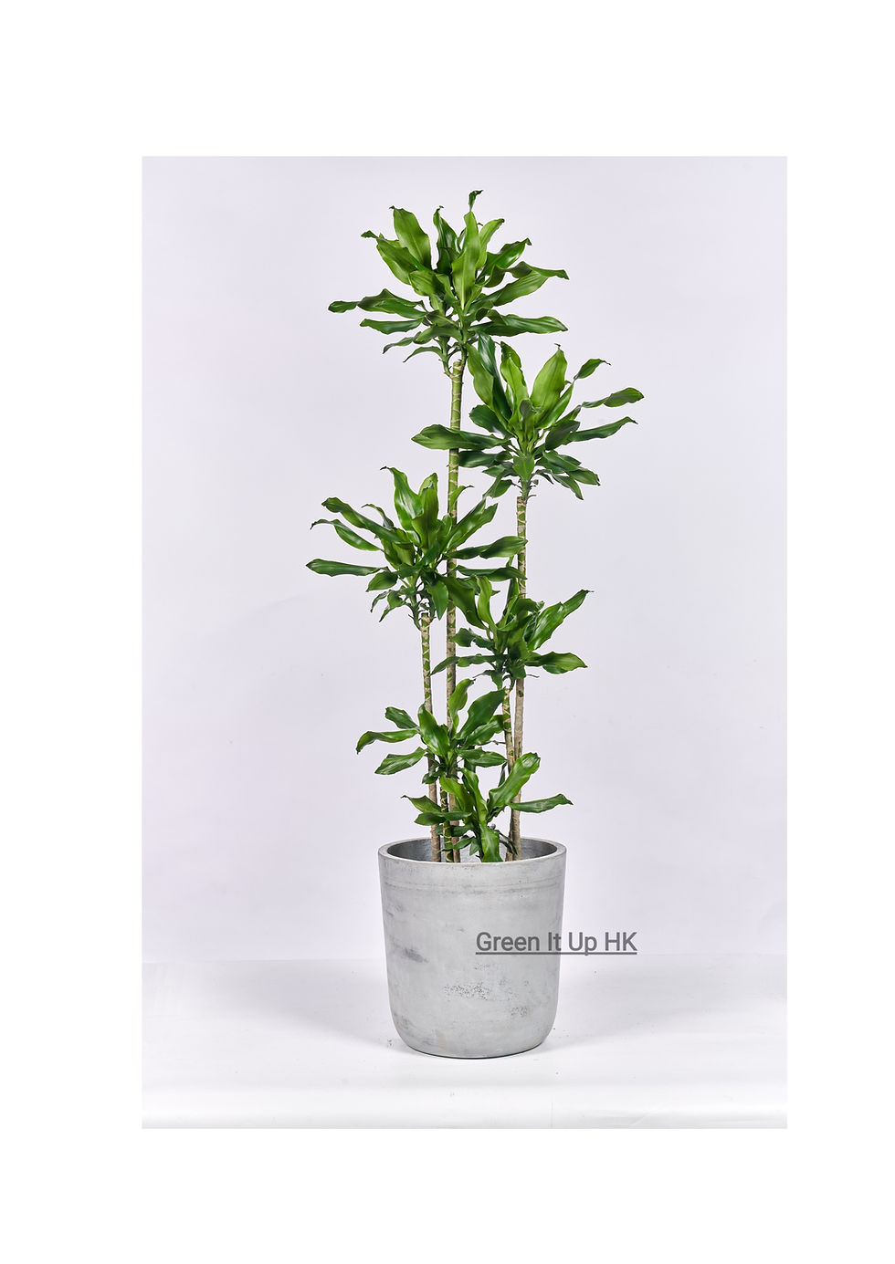 Thumbnail: Dracaena Deremensis Compacta 紐紋鐵