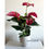 Thumbnail: Big Anthurium (Flamingo) (For Table) 大紅掌