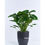 Thumbnail: Philodendron Erubescens ‘Imperial Green’ 綠芙蓉