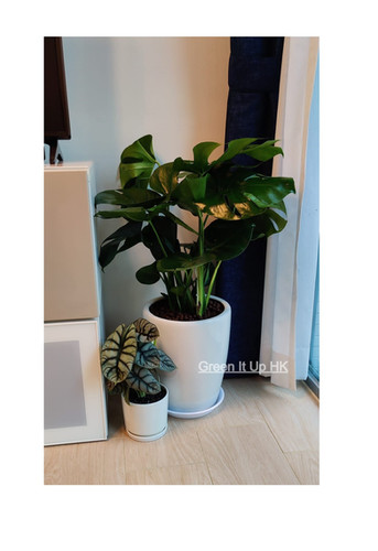 kleinblttrige monstera Monstera Deliciosa Variegata