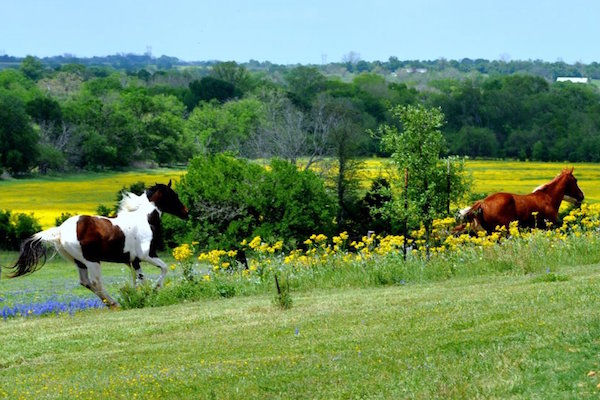 texas ranch life USA