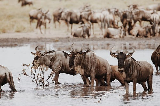 African Adventure Safaris