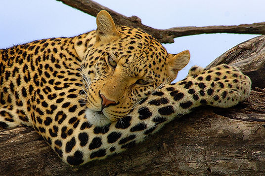 Professional Safari Tour Operator Tanzania