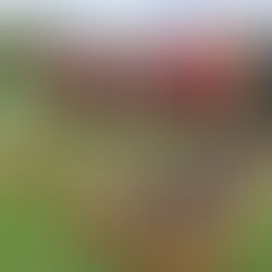 Parcels to Places: Where are they now?