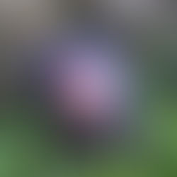 Reading New Moon For The First Time | A Chronicle of Thoughts